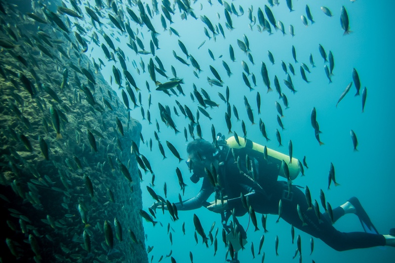 Cyprichromis sp. 'dwarf jumbo' Nondwa Point